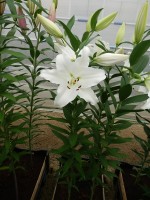 [4258 Gandhara No01.JPG]